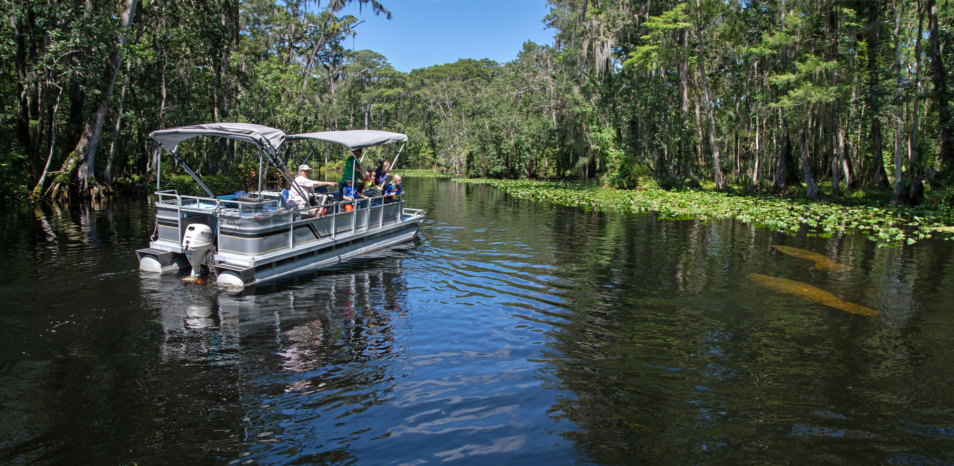Manatees on the Silver River near the confluence of the Ocklawaha River.