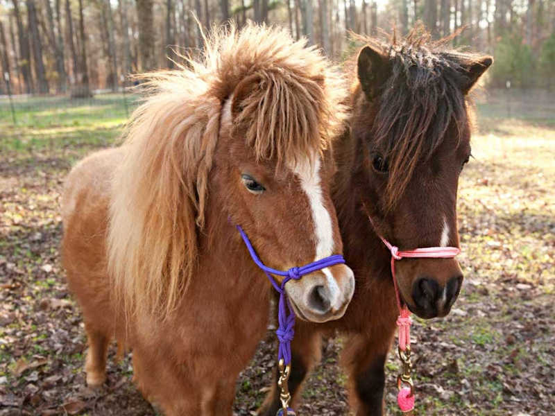 Hope Reins: Stories Horses Hope (Sponsor)