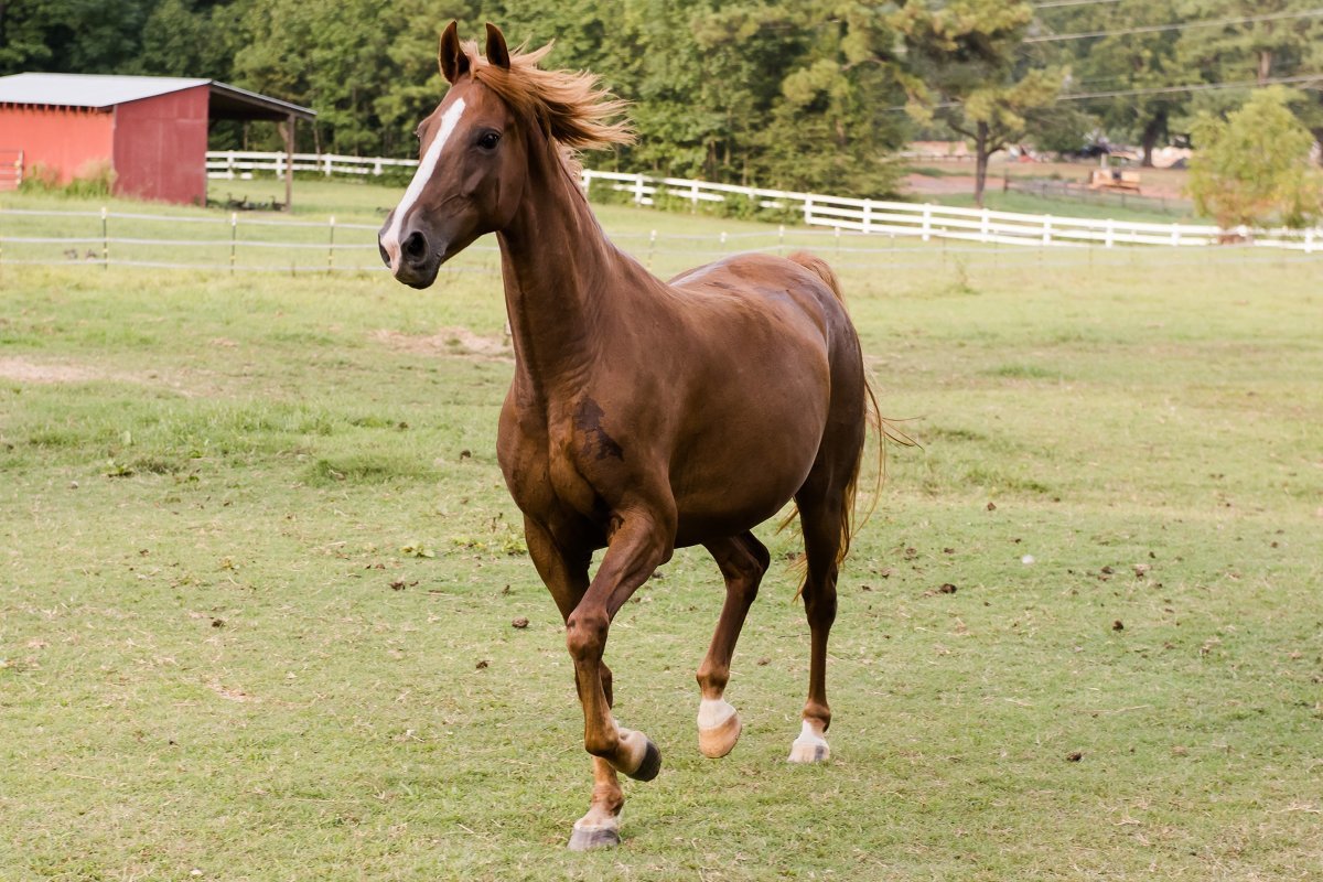 Hope Reins: Stories Horses Selah (Sponsor)