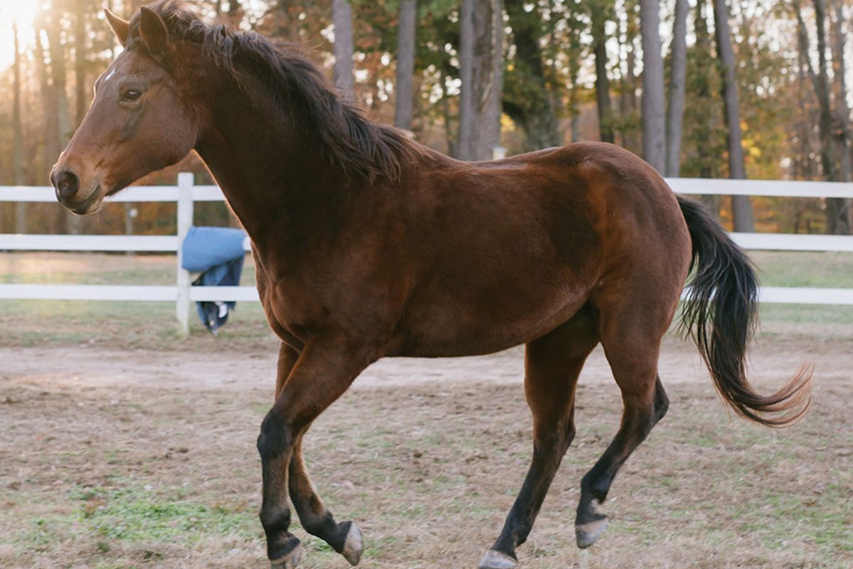 Hope Reins: Stories Horses Jesse (Sponsor)