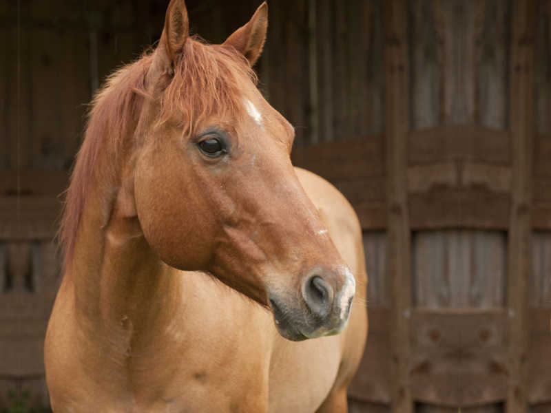 Hope Reins: Stories Horses Kody (Sponsor)