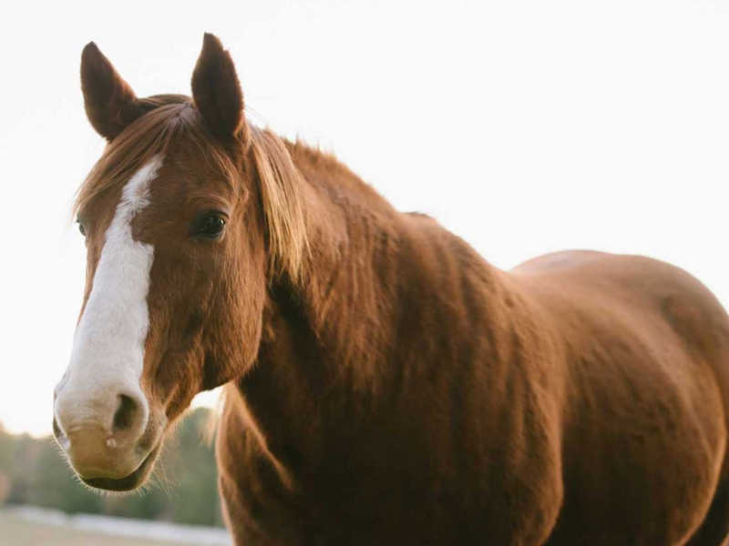 Hope Reins: Stories Horses Buddy (Sponsor)