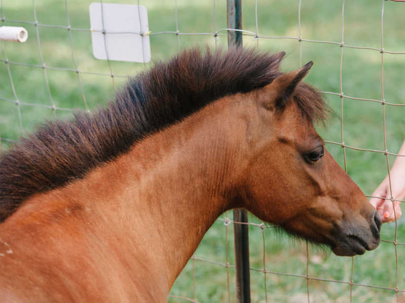 Hope Reins: Stories Horses Josie (Sponsor)