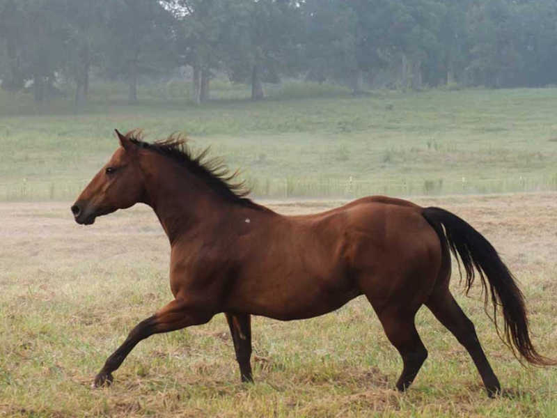 Hope Reins: Stories Horses Deetz (Sponsor)
