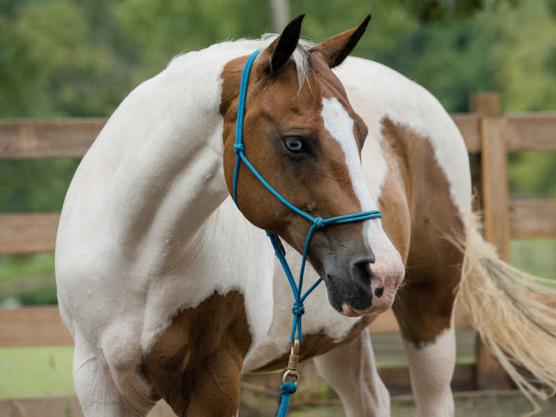 Hope Reins: Stories Horses Joy (Sponsor)